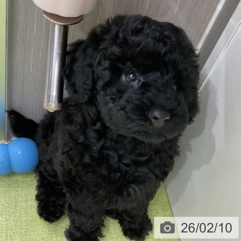 トイ・プードルの写真