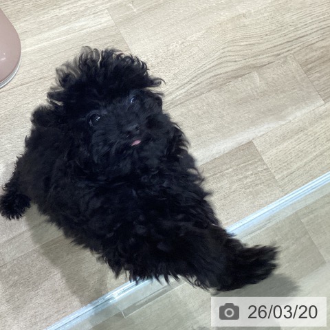 宮城県のトイプードル(トイ) (ペットプラス 仙台泉大沢店/2025年12月10日生まれ/女の子/ブラック)の子犬の4枚目の画像