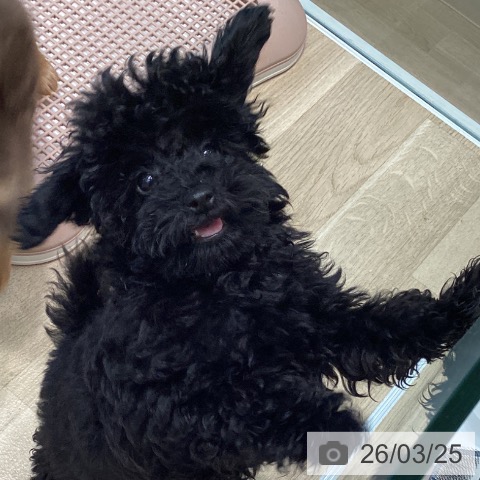 宮城県のトイプードル(トイ) (ペットプラス 仙台泉大沢店/2025年12月10日生まれ/女の子/ブラック)の子犬の3枚目の画像