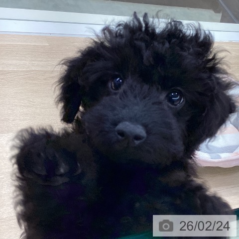 トイ・プードルの写真