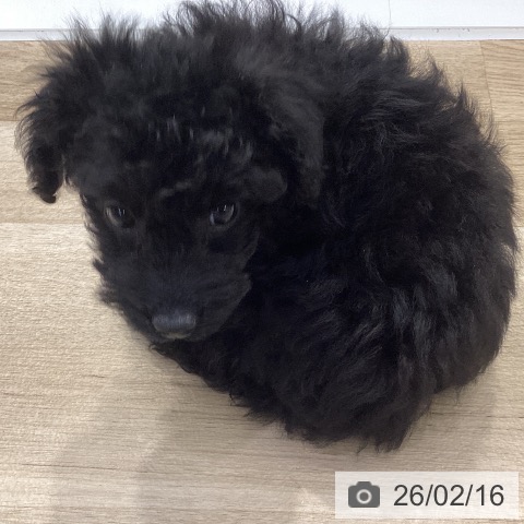 神奈川県のトイプードル(トイ) (ペットプラス 座間店/2025年12月5日生まれ/男の子/ブラック)の子犬の4枚目の画像
