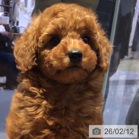 山形県のトイプードル(トイ) (ペットプラス 天童店/2025年12月8日生まれ/男の子/レッド)の子犬の4枚目の画像