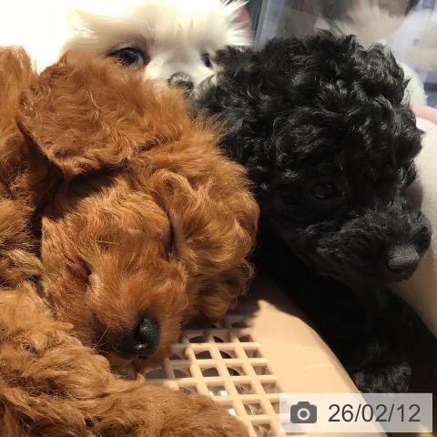 山形県のトイプードル(トイ) (ペットプラス 天童店/2025年12月8日生まれ/男の子/レッド)の子犬の3枚目の画像