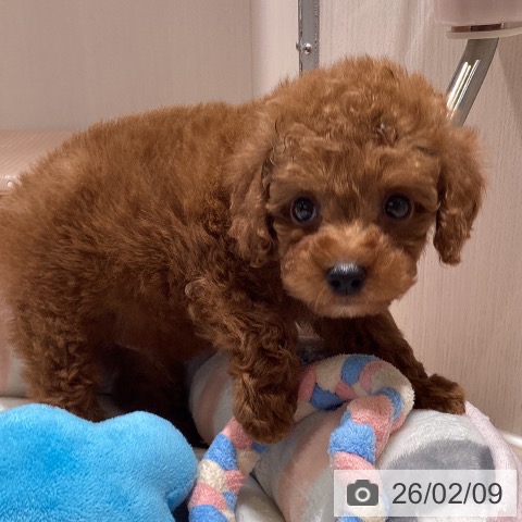 神奈川県のトイプードル(トイ) (ペットプラス 新百合丘店/2025年12月8日生まれ/男の子/レッド)の子犬の4枚目の画像