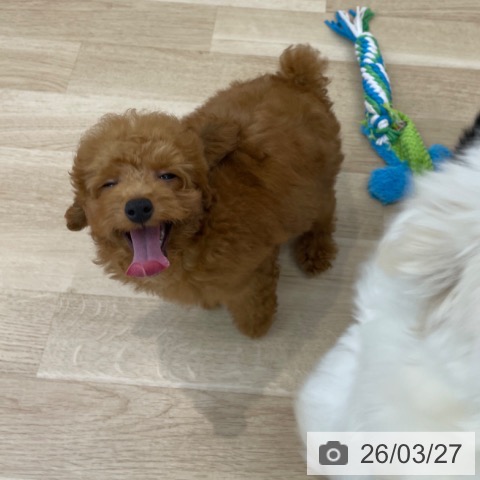 神奈川県のトイプードル(トイ) (ペットプラス 相模原並木店/2025年12月8日生まれ/男の子/レッド)の子犬の4枚目の画像