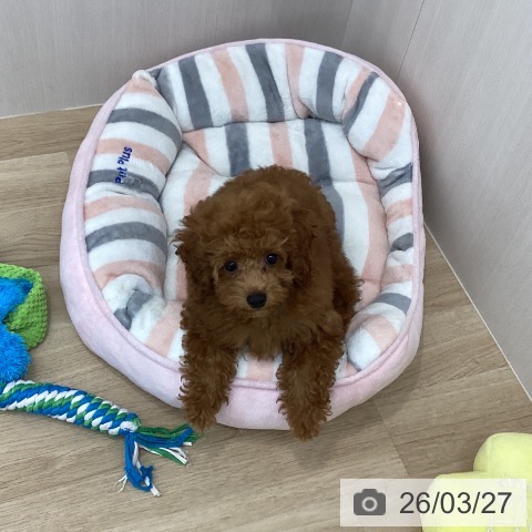 神奈川県のトイプードル(トイ) (ペットプラス 相模原並木店/2025年12月8日生まれ/男の子/レッド)の子犬の3枚目の画像