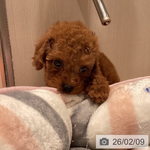 神奈川県のトイプードル(トイ) (ペットプラス 新百合丘店/2025年12月8日生まれ/男の子/レッド)の子犬の2枚目の画像