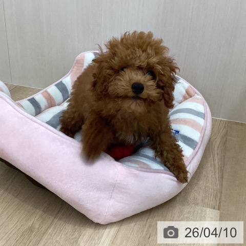 神奈川県のトイプードル(トイ) (ペットプラス 相模原並木店/2025年12月8日生まれ/男の子/レッド)の子犬の2枚目の画像
