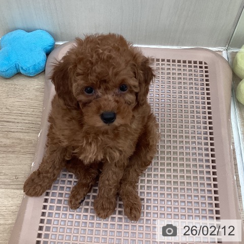 トイ・プードルの写真