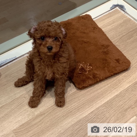 東京都のトイプードル(トイ) (ペットプラス 東久留米店/2025年12月8日生まれ/女の子/レッド)の子犬の4枚目の画像