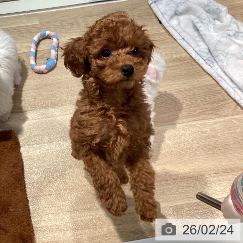 東京都のトイプードル(トイ) (ペットプラス 東久留米店/2025年12月8日生まれ/女の子/レッド)の子犬の3枚目の画像