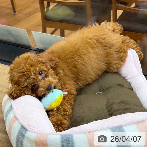 東京都のトイプードル(トイ) (ペッツワン 青梅インター店/2025年12月8日生まれ/女の子/レッド)の子犬の4枚目の画像