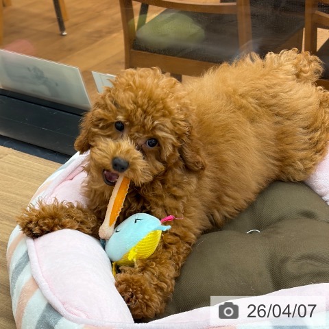 東京都のトイプードル(トイ) (ペッツワン 青梅インター店/2025年12月8日生まれ/女の子/レッド)の子犬の3枚目の画像