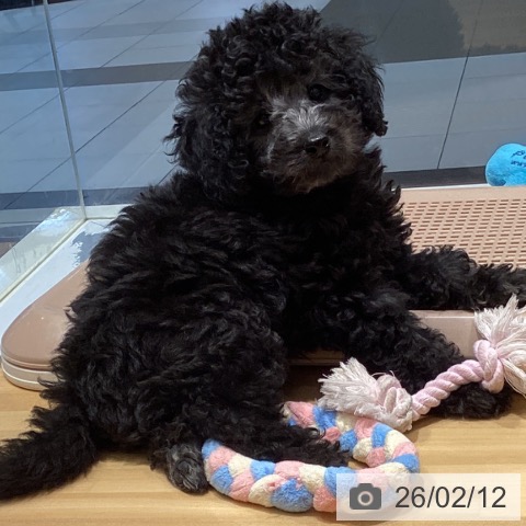 埼玉県のトイプードル(トイ) (ペットプラス 与野店/2025年12月6日生まれ/男の子/グレー)の子犬の4枚目の画像