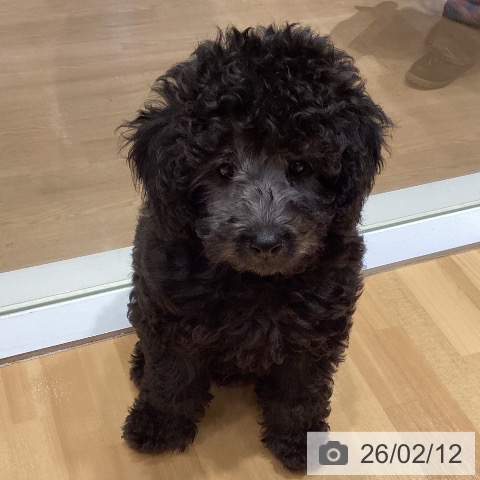 埼玉県のトイプードル(トイ) (ペットプラス 与野店/2025年12月6日生まれ/男の子/グレー)の子犬の3枚目の画像