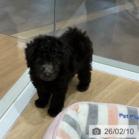 トイ・プードルの写真