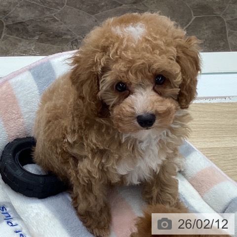 神奈川県のトイプードル(トイ) (ペットプラス 座間店/2025年12月7日生まれ/男の子/オレンジフォーン)の子犬の3枚目の画像