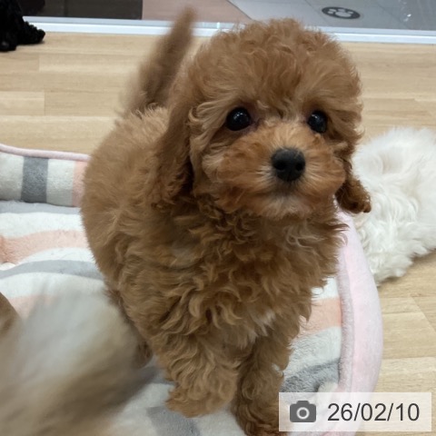 群馬県のトイプードル(トイ) (ペットプラス イオンモール太田店/2025年12月7日生まれ/男の子/オレンジフォーン)の子犬の3枚目の画像