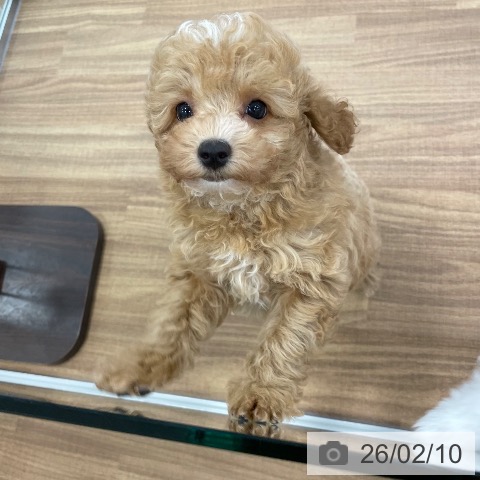 トイ・プードルの写真