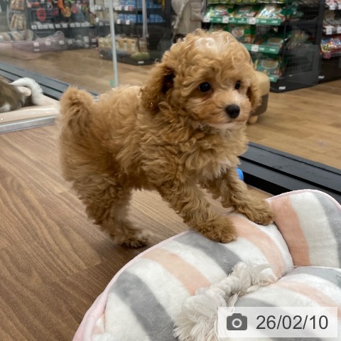 トイ・プードルの写真