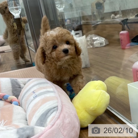 トイ・プードルの写真