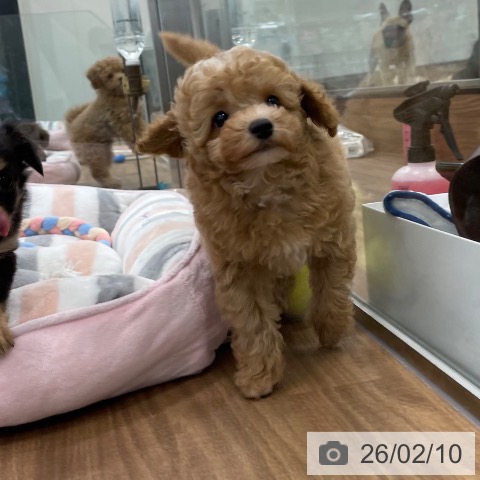 トイ・プードルの写真