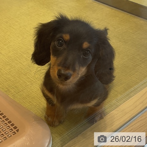 福島県のミニチュアダックスフンド(ロング) (ペットプラス イオンタウン郡山店/2025年12月4日生まれ/女の子/ブラックタン)の子犬の4枚目の画像