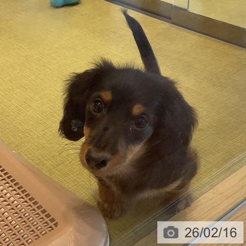 福島県のミニチュアダックスフンド(ロング) (ペットプラス イオンタウン郡山店/2025年12月4日生まれ/女の子/ブラックタン)の子犬の3枚目の画像