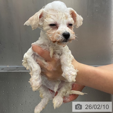 ビション・フリーゼの写真