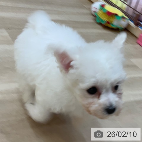 ビション・フリーゼの写真