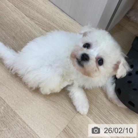 ビション・フリーゼの写真