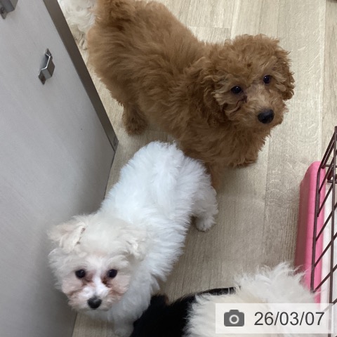 長野県のビションフリーゼ (ペットプラス 上田店/2025年12月9日生まれ/男の子/ホワイト)の子犬の4枚目の画像