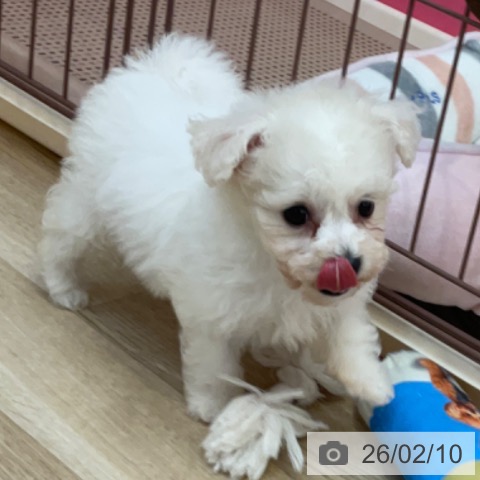 ビション・フリーゼの写真