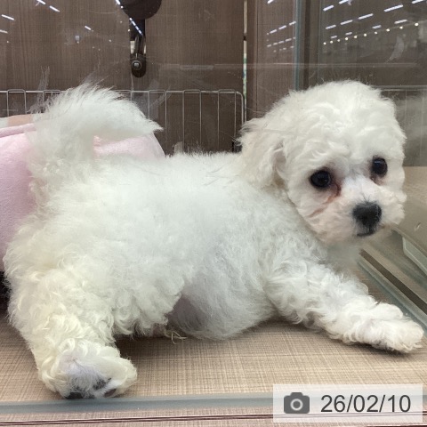 神奈川県のビションフリーゼ (ペッツワン 横須賀久里浜店/2025年12月9日生まれ/男の子/ホワイト)の子犬の4枚目の画像