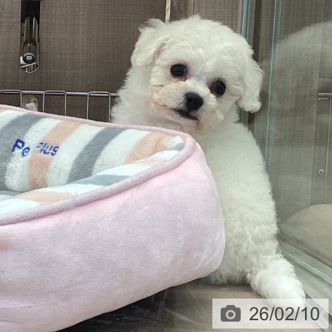 神奈川県のビションフリーゼ (ペッツワン 横須賀久里浜店/2025年12月9日生まれ/男の子/ホワイト)の子犬の3枚目の画像