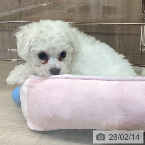 神奈川県のビションフリーゼ (ペッツワン 横須賀久里浜店/2025年12月9日生まれ/男の子/ホワイト)の子犬の3枚目の画像