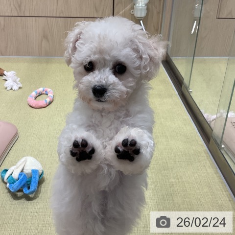 福島県のビションフリーゼ (ペットプラス イオンタウン郡山店/2025年12月9日生まれ/女の子/ホワイト)の子犬の4枚目の画像