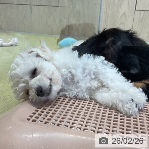 福島県のビションフリーゼ (ペットプラス イオンタウン郡山店/2025年12月9日生まれ/女の子/ホワイト)の子犬の3枚目の画像