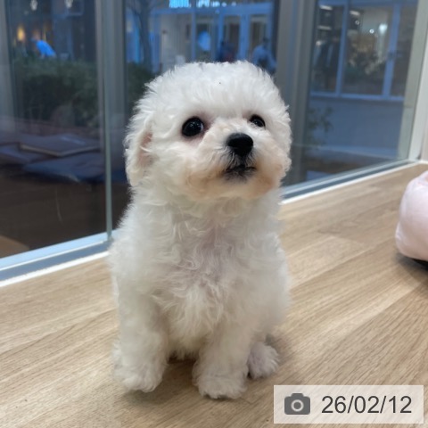 神奈川県のビションフリーゼ (ペットプラス テラスモール湘南店/2025年12月9日生まれ/女の子/ホワイト)の子犬の4枚目の画像