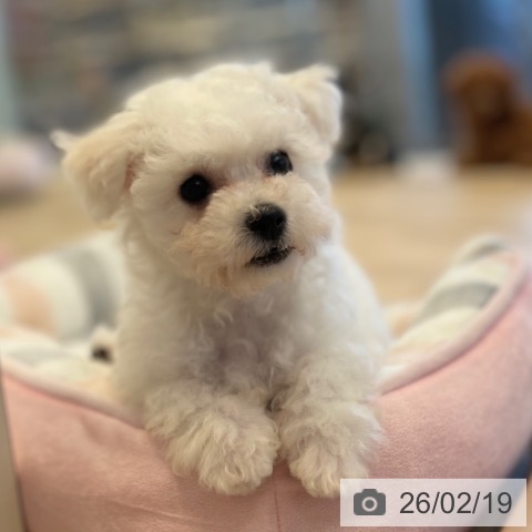 神奈川県のビションフリーゼ (ペットプラス テラスモール湘南店/2025年12月9日生まれ/女の子/ホワイト)の子犬の4枚目の画像