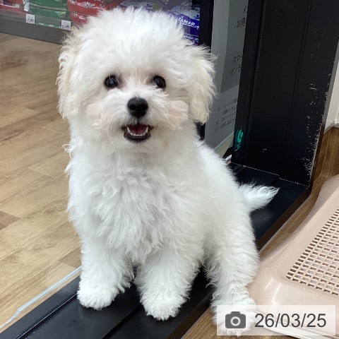 茨城県のビションフリーゼ (ペッツワン つくば店/2025年12月9日生まれ/女の子/ホワイト)の子犬の4枚目の画像