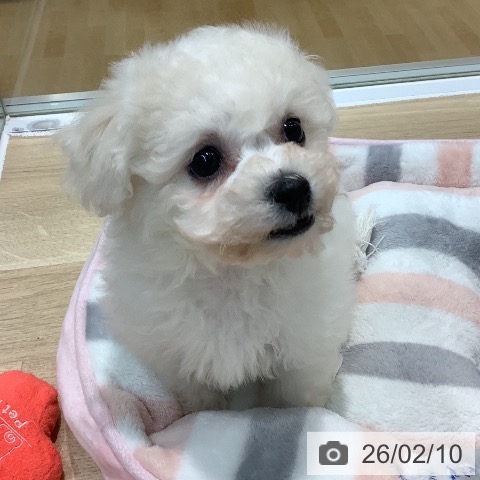 ビション・フリーゼの写真