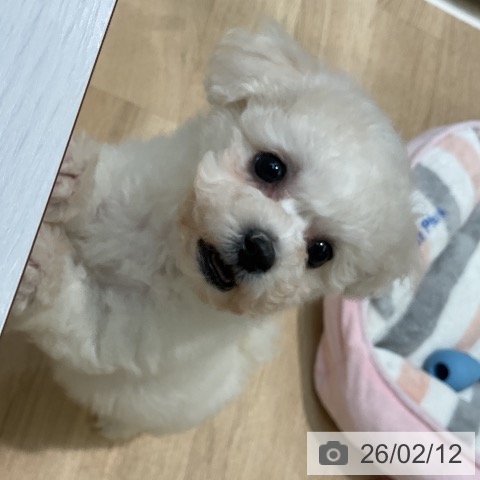 埼玉県のビションフリーゼ (ペットプラス ららぽーと新三郷店/2025年12月9日生まれ/女の子/ホワイト)の子犬の3枚目の画像