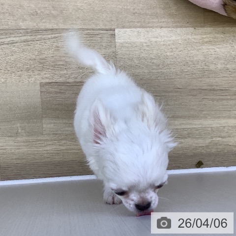 山梨県のチワワ(ロング) (ペットプラス 甲府昭和店/2025年12月7日生まれ/男の子/ホワイトクリーム)の子犬の3枚目の画像