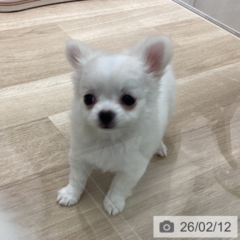 宮城県のチワワ(ロング) (ペットプラス 仙台上杉店/2025年12月7日生まれ/女の子/ホワイトクリーム)の子犬の4枚目の画像