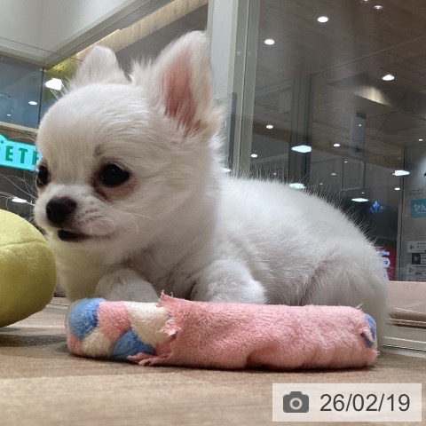 宮城県のチワワ(ロング) (ペットプラス 仙台上杉店/2025年12月7日生まれ/女の子/ホワイトクリーム)の子犬の4枚目の画像