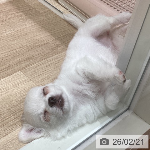 宮城県のチワワ(ロング) (ペットプラス 仙台上杉店/2025年12月7日生まれ/女の子/ホワイトクリーム)の子犬の4枚目の画像