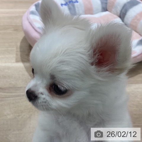 宮城県のチワワ(ロング) (ペットプラス 仙台上杉店/2025年12月7日生まれ/女の子/ホワイトクリーム)の子犬の3枚目の画像