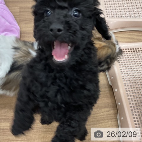 トイ・プードルの写真