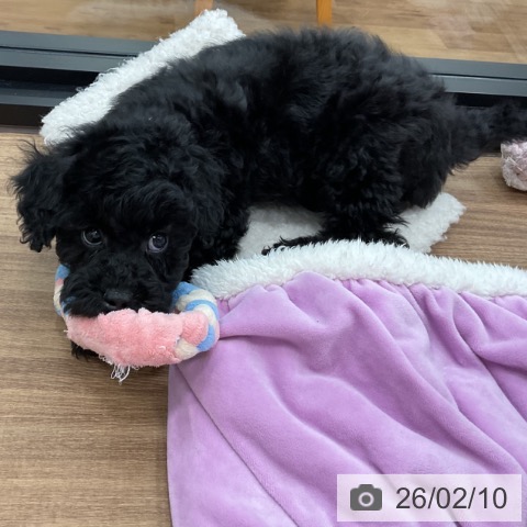 トイ・プードルの写真